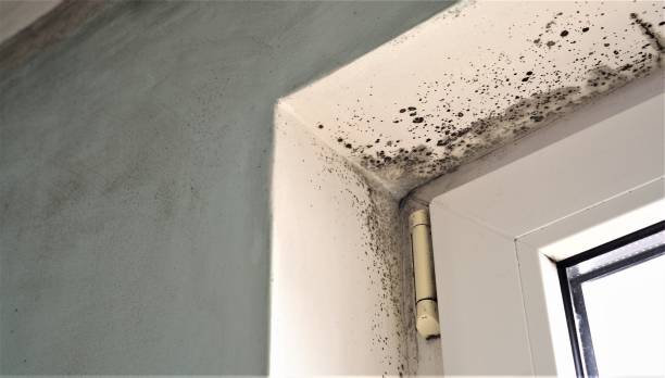 Best Mold Documentation for Insurance Claims  in Westview, FL