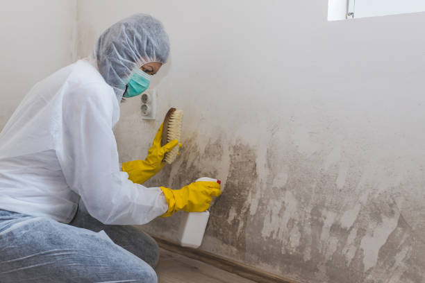 Professional Mold Removal in Westview, FL