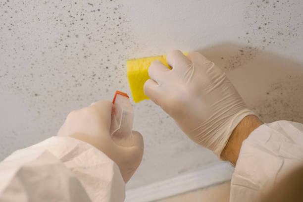  Westview, FL Mold Removal Pros