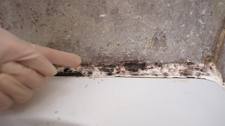 Best Emergency Mold Remediation  in Westview, FL