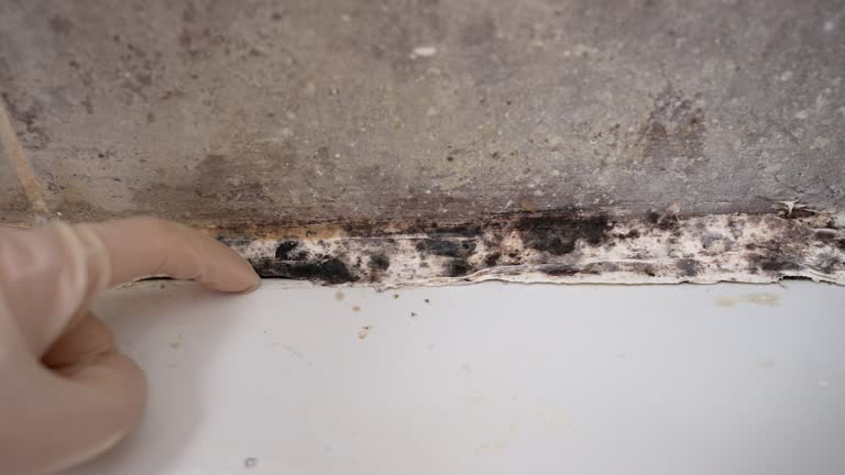Best Residential Mold Inspection & Testing  in Westview, FL